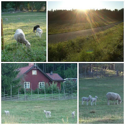 Solig%2Bmorgon%2Boch%2Blammungar - Skön morgon och solig dag