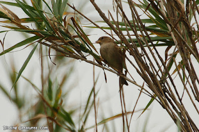 Pardal comú (Passer domesticus)