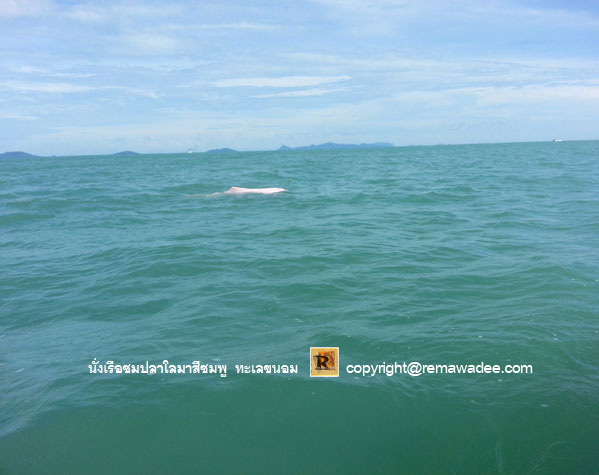 นั่งเรือชมโลมาสีชมพู จ.นครศรีธรรมราช