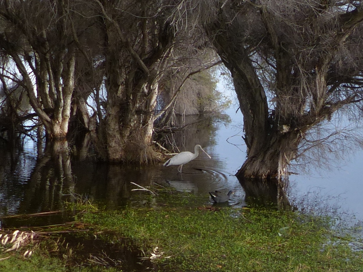 A Field Notebook Herdsman And Lake Monger Western Australia
