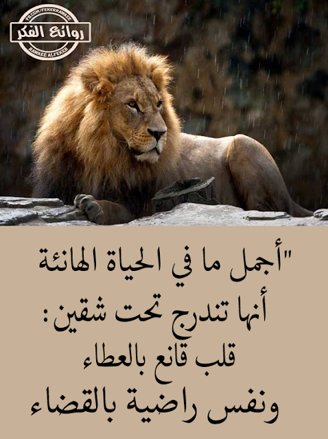 صور روائع الفكر 2017 اجمل الصور للفيس مصراوى الشامل