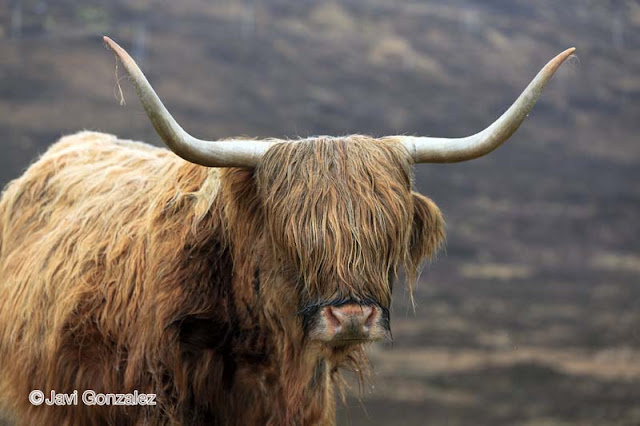 Scottish Highland cattle, Scotland, 
