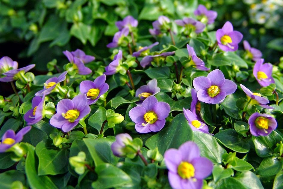 Biodiversity Science Discoveries of the week