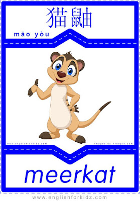 Meerkat - English-Chinese flashcards for wild animals topic