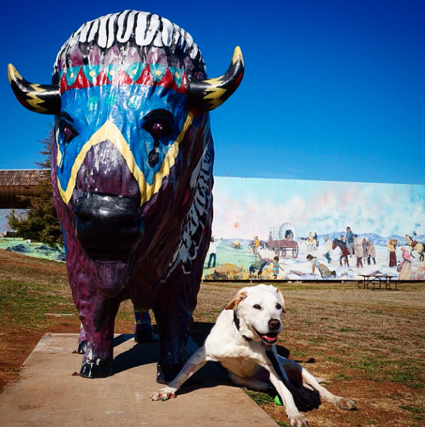 Making a new friend with Oklahoma's state animal, the buffalo. - He Decided To Make The Most Of His Dog's Last Days, So They Took A Road Trip