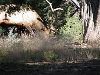 Bull Elk