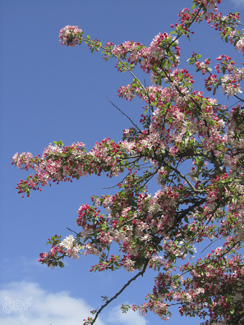 pink blossoms against a blue sky