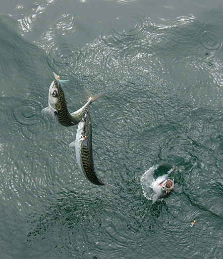 Fishing For Mackerel With Lures and Feathers