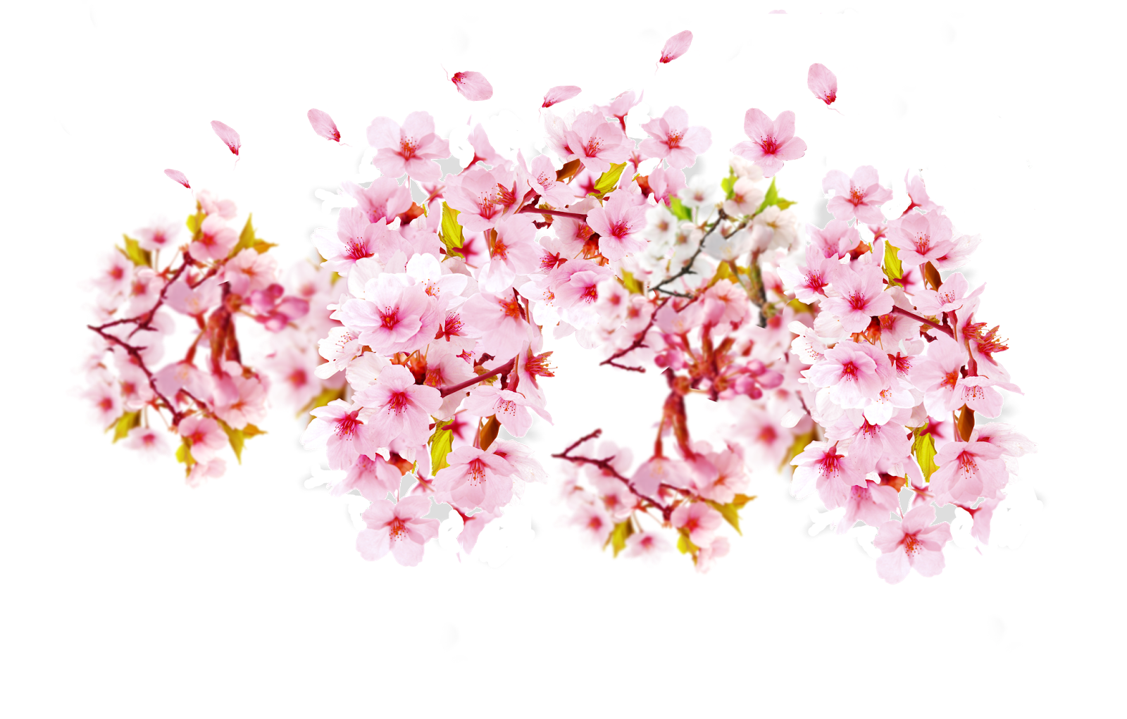 Unduh 6400 Koleksi Background Bunga Transparan HD Paling Keren
