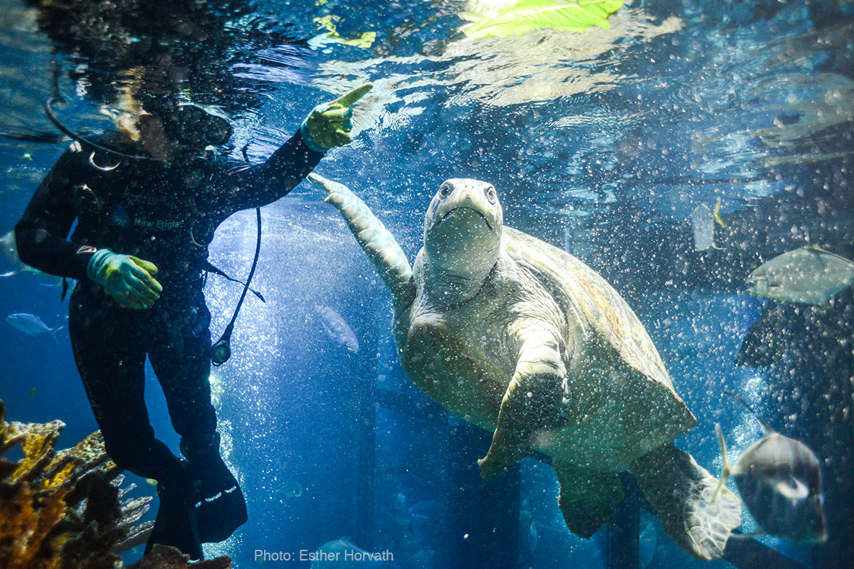 Aquarium News and Updates