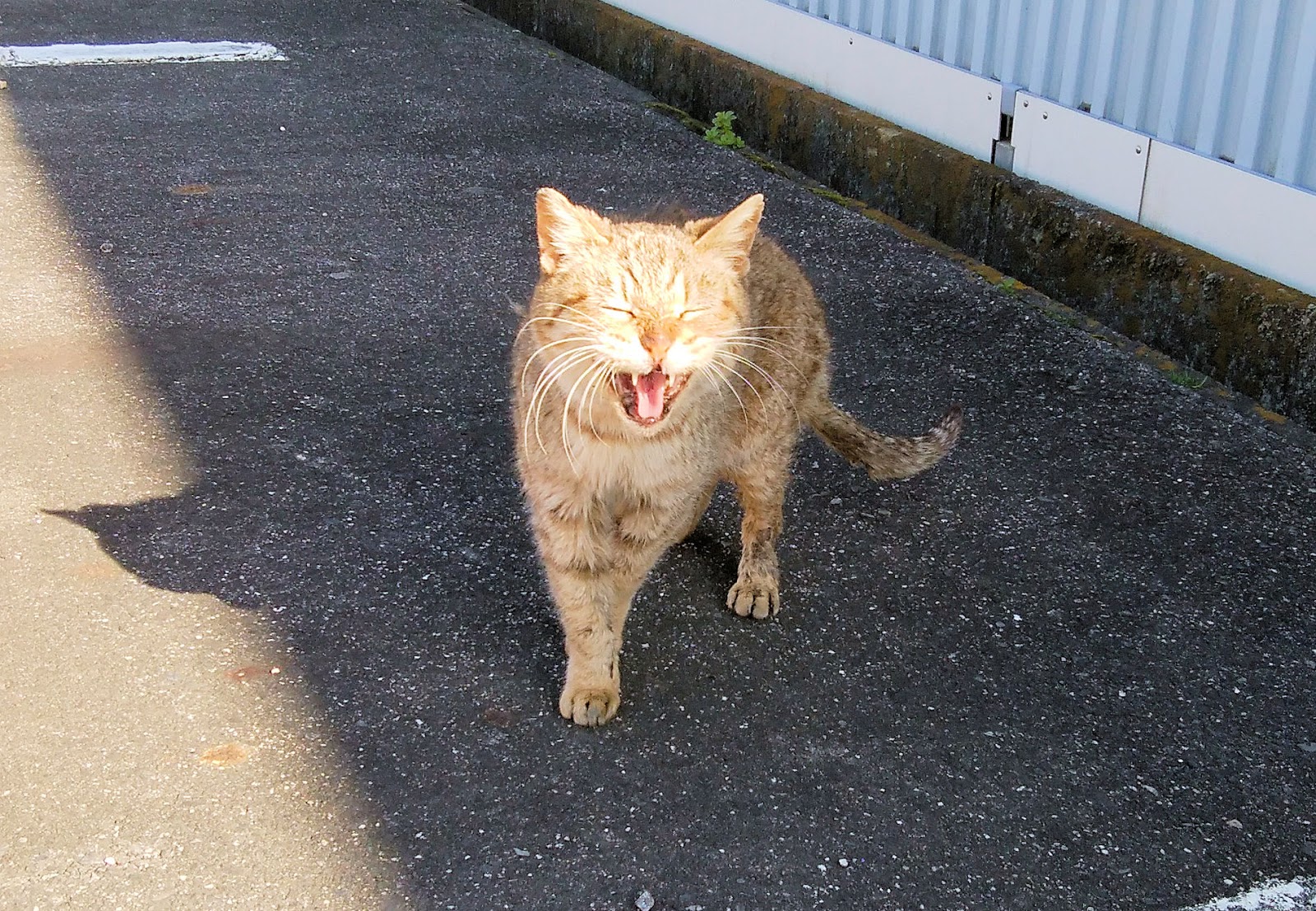 ゴミの分け方 - 紙と段ボール