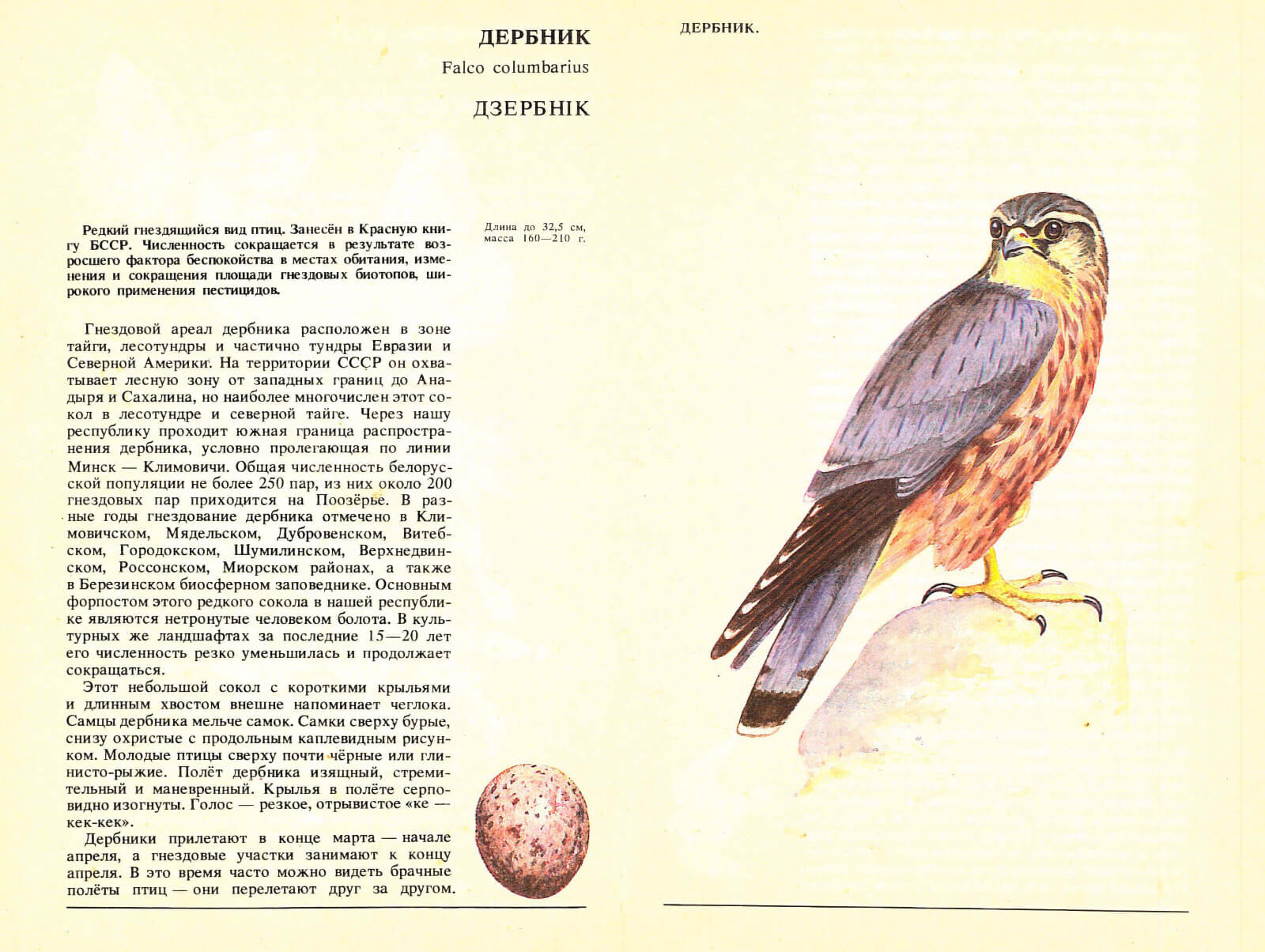 внешнеетстроение птицы. дербник красная книга. внешнее строение сокола. внешнее строение сокола. внешнее строение сокола.