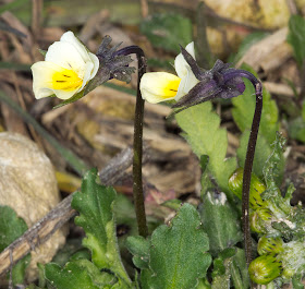 Field Pansy, Viola arvensis.  Nashenden Down Nature Reserve, 14 April 2012.