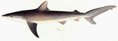 tiburon arenero Carcharhinus obscurus