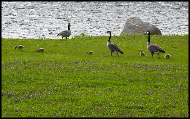 Goslings on the banks of the Wallkill River. Goslings on the banks of the Wallkill River.