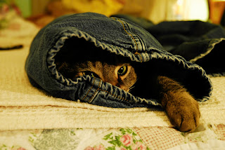 Brown tabby hiding in blue jeans