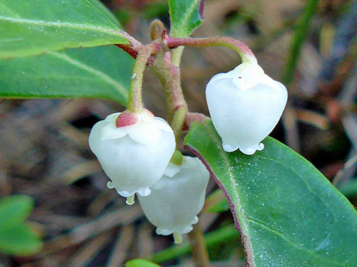 Wintergreen flowers