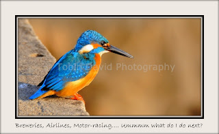Common Blue Kingfisher, Ranthambore, Rajasthan, India