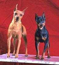 CÃES ATIVOS