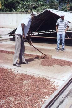 Patio para secado de cacao de cemento con techo rodante.
