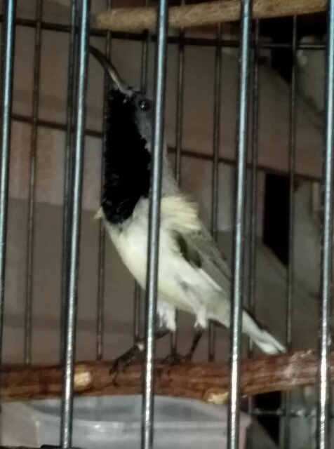 Cara Merawat Dan Memelihara Burung Kicau