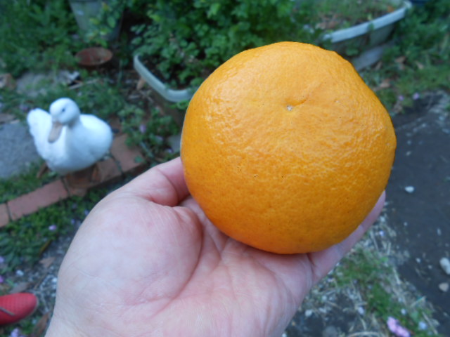 小動物と家庭菜園 田舎暮らしを楽しもう 甘夏みかん収穫