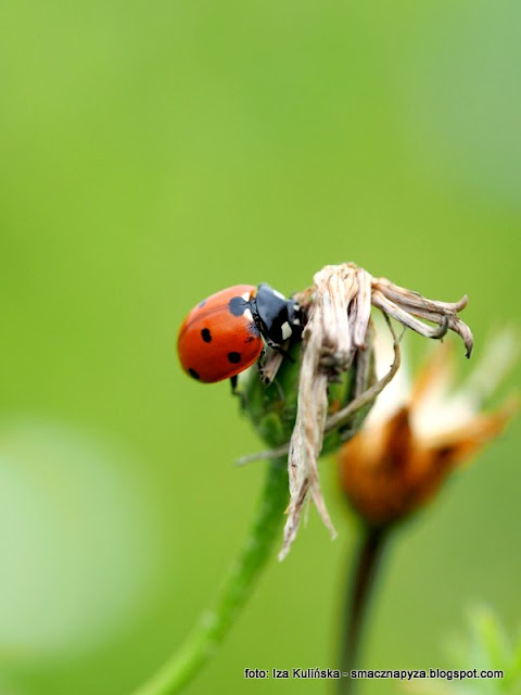 biedronka biedroneczka, boza krowka, owady, zyjatko, fauna, podlasie, laka, portret