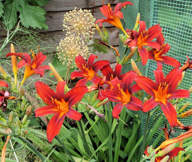 Day lilies (Hemerocallis spp)