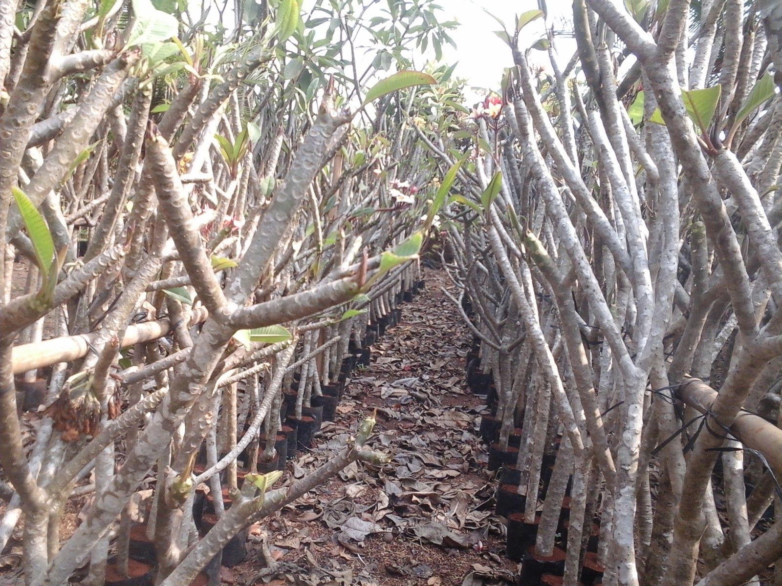 Harga tanaman hias kamboja bali bunga merah ~ SINOX NURSERY