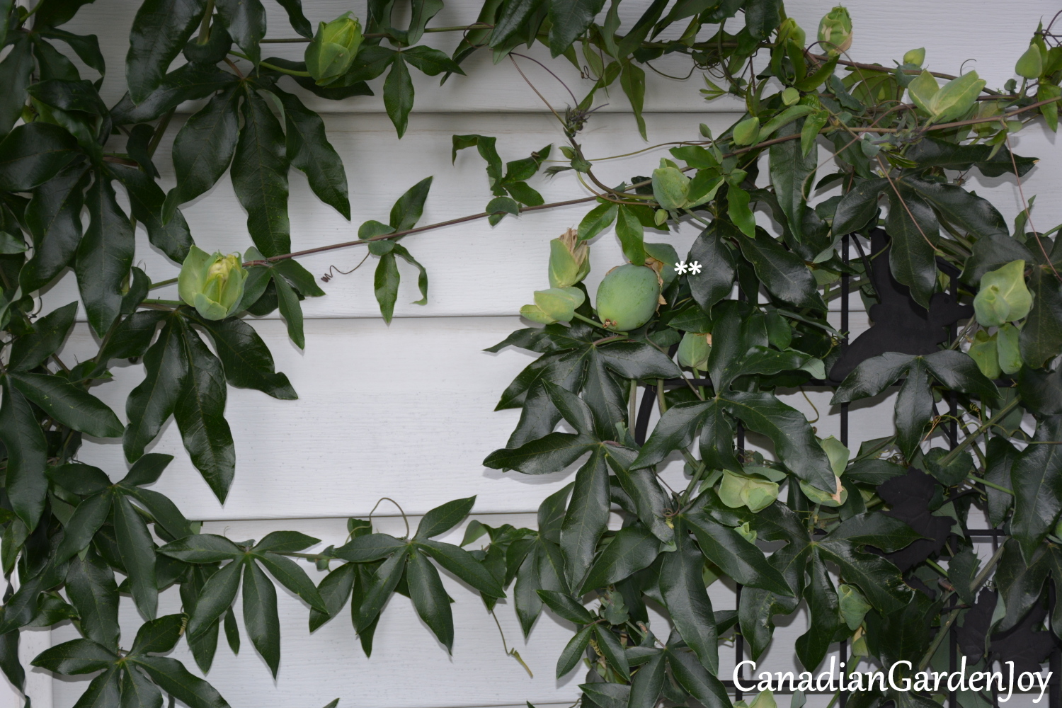 CanadianGardenJoy When your "passion" bears fruit