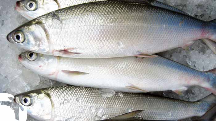 Milk Fish milk-fish