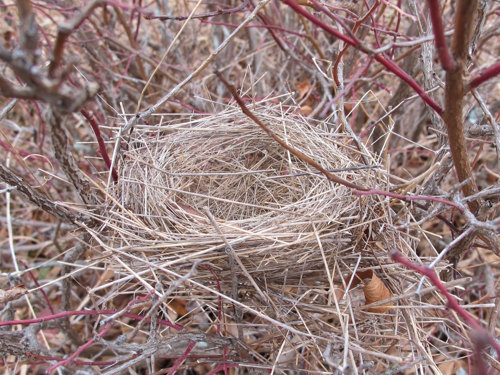 Blue Jay Barrens Bird Nests in the Field