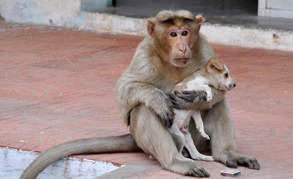 Un mono adopta un perro