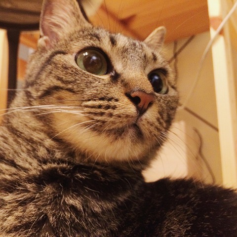 大きな瞳