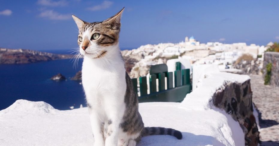 Greek cat sanctuary hiring caretaker to live on island, supervise 55 cats