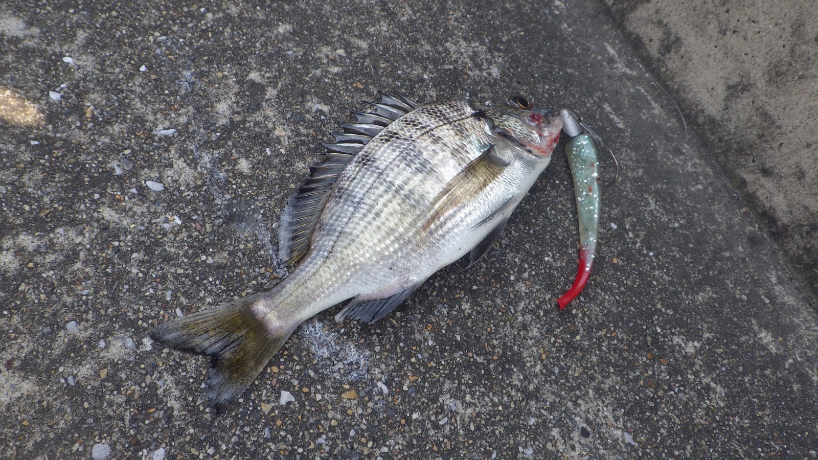 ちろるの釣りに行きたい 17年10月9日 お台場水の広場公園 有明西ふ頭公園