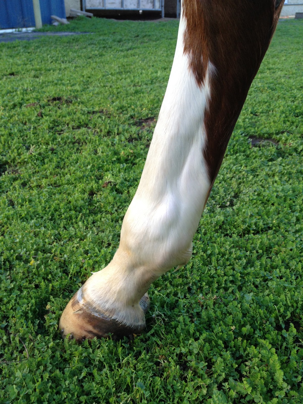 My Horse Lexi's Bone Chip Journal