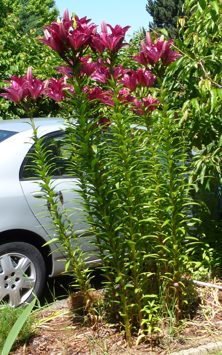 Daniel's Pacific NW Garden Lilies are blooming