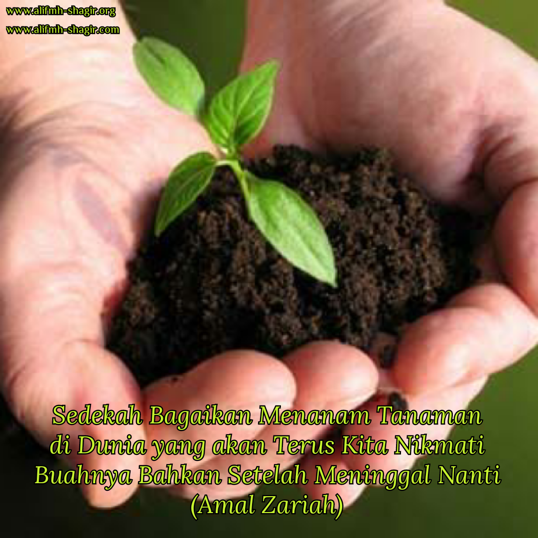 Tanaman kata kesucian bijak rasa jagokata mati ali