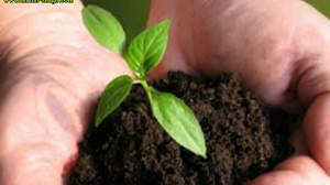 Kata-Kata Tentang Tumbuhan Kehidupan Dan Keanekaragamannya