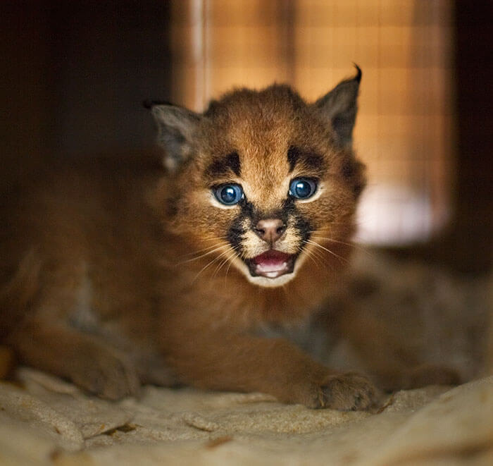 Beautiful Pictures Of Baby Caracals, One Of The Most Gorgeous Cat Species Ever