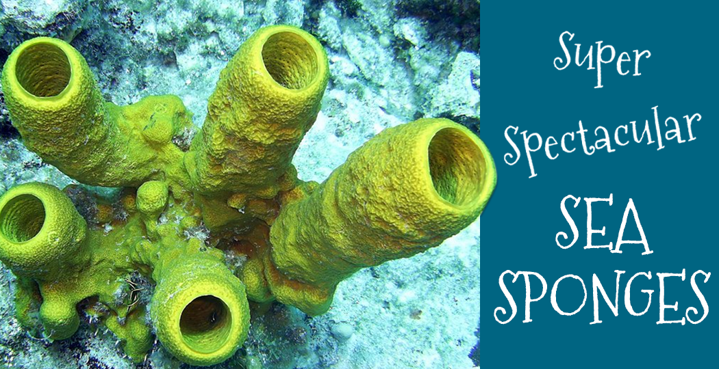 Sub Sea Systems Our World Super Spectacular Sea Sponges!