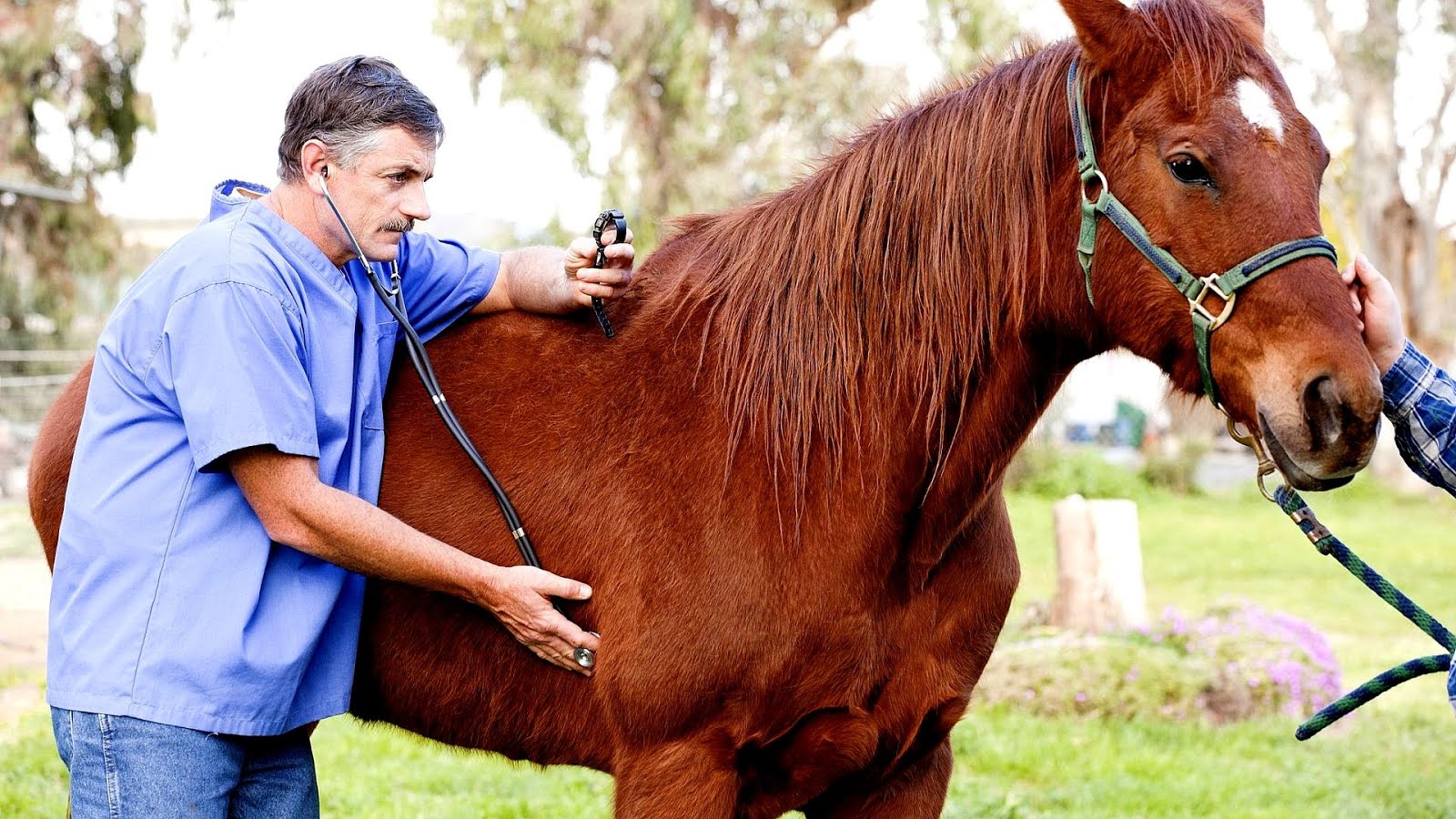 Potomac Horse Fever Horse Choices