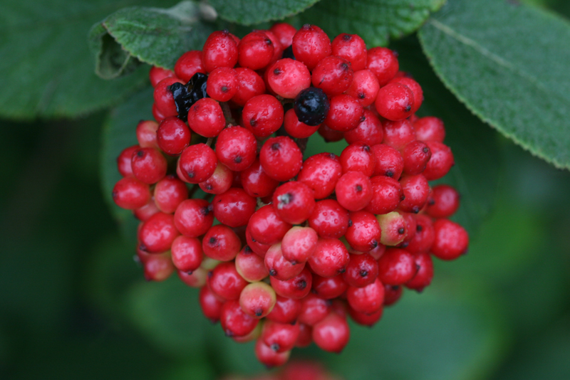 Proven Winners® ColorChoice® Plant of the Week Plant of the Week Red Balloon Viburnum