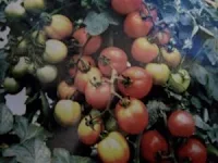 Tomat Permata F1-Gambar buah tomat