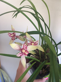 , Cymbidium Ensifolium ‘Bao Dao Xiao Nu’, diarid'orchidee