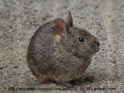 Bizarre Creature of the Day: Creature 187: Romerolagus diazi