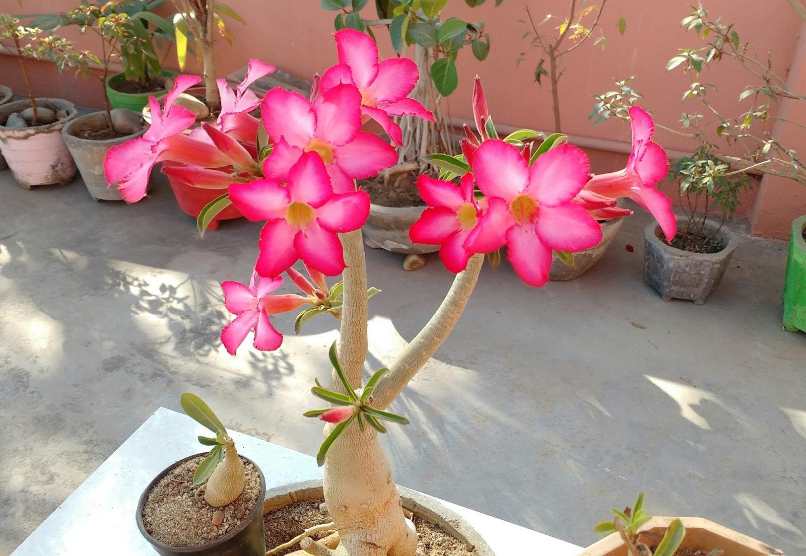 adenium plant bonsai care desert rose flowers take commonly known