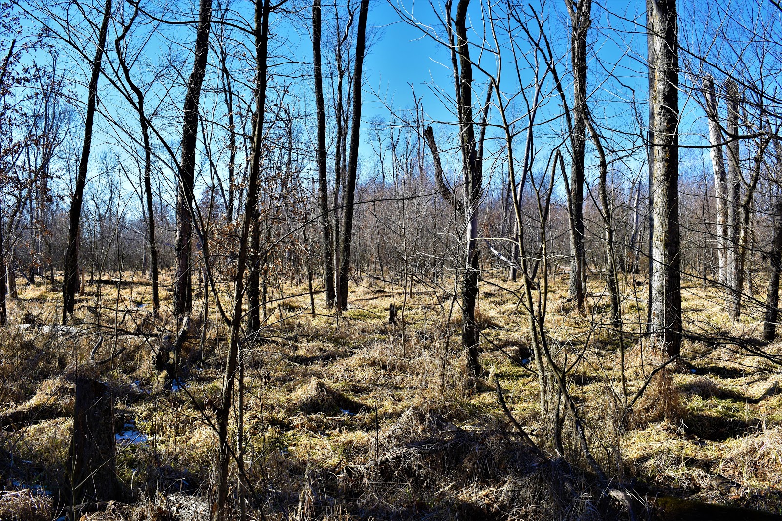 Pershing State Park and Laclede, MO