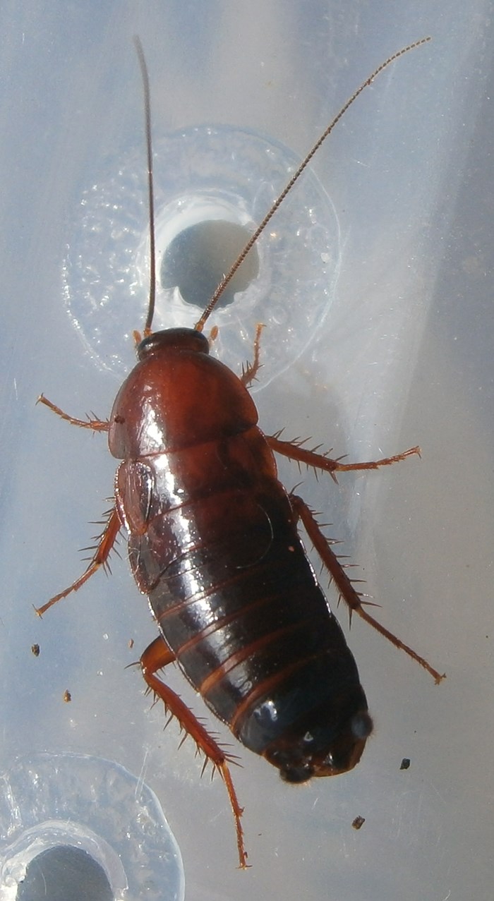 Hisserdude's Roaches P.americana%25231